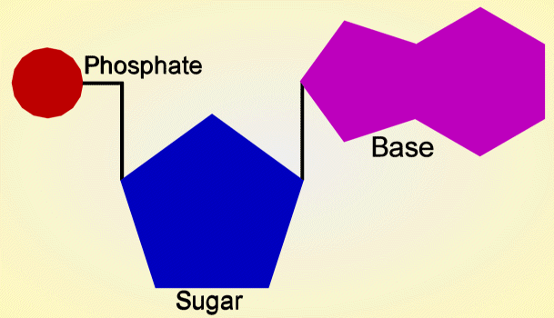 <p>What does the phosphate and deoxyribose part of the nucleotide make up?</p>