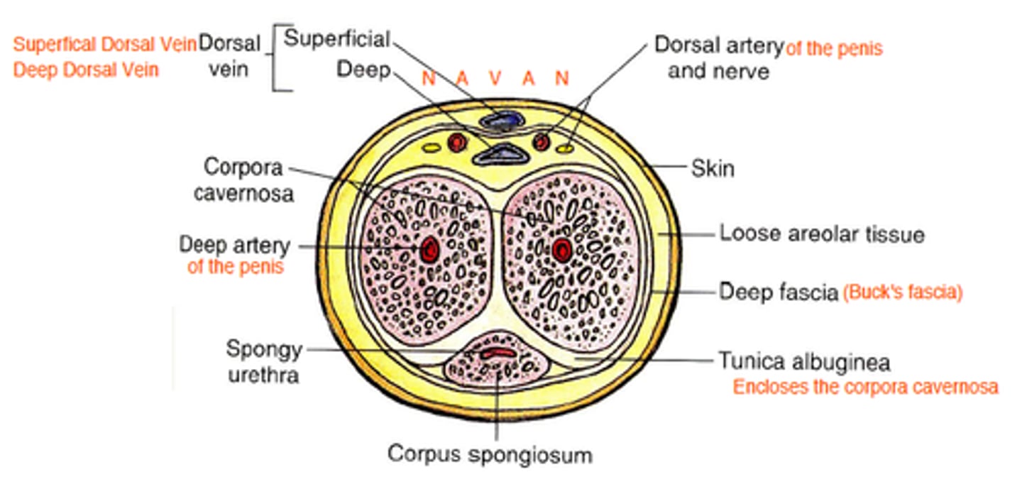 <p>deep layer that is a continuity of deep perineal fascia, holds all three erectile tissues together</p>