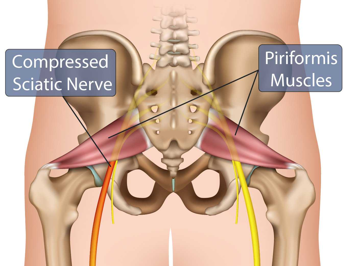 <p>The piriformis</p>