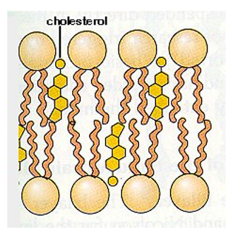 <p>Polar (Phosphate) side of phospholipids</p>