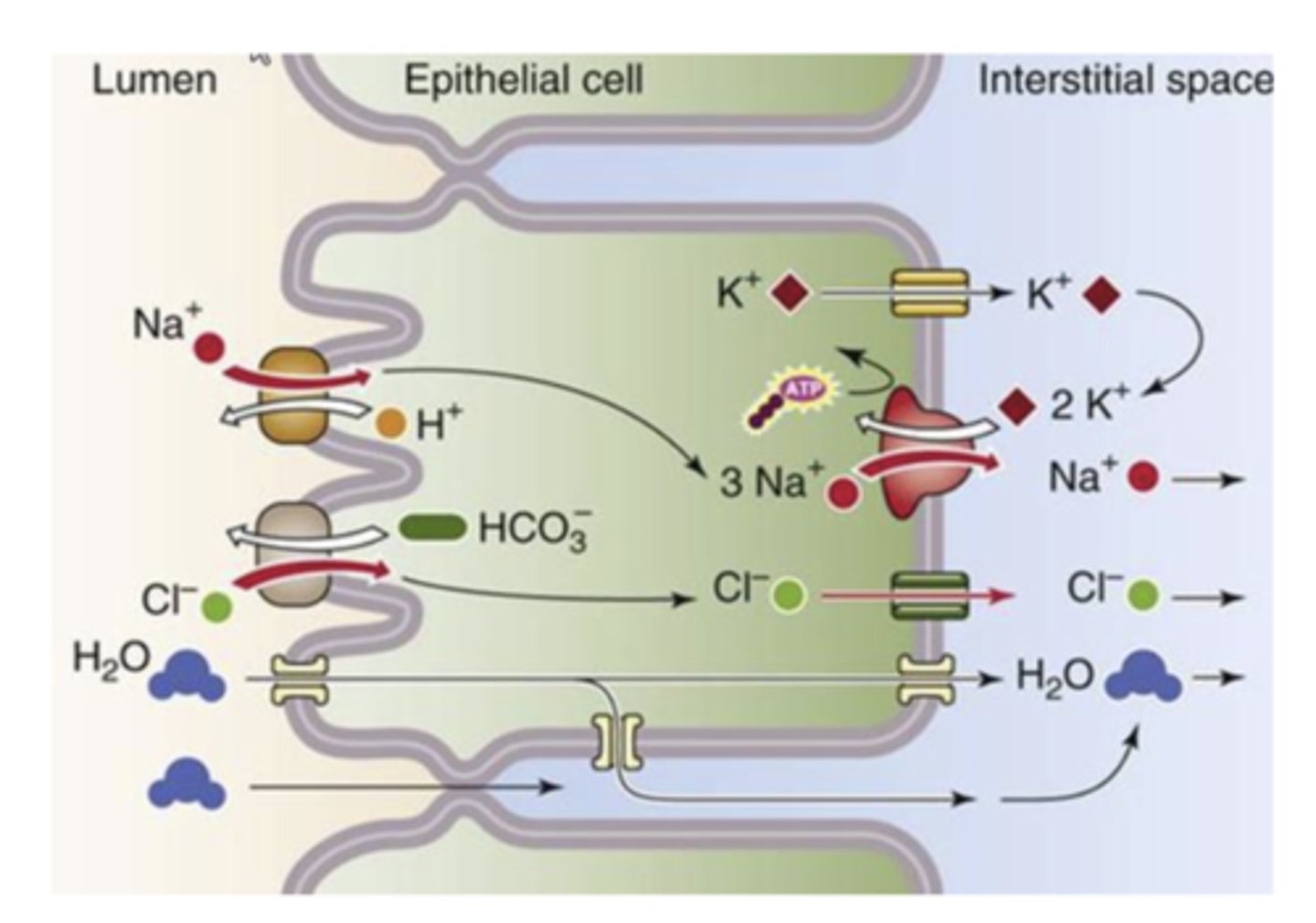 <p>ions removed from the bile in gallbladder &amp; secreted into the interstitial space --&gt; conc of ions in interstitial space increases --&gt; water flows out of bile into the interstitial space (passively down osmotic gradient)</p><p>*concentrates bile by 10-20x</p>