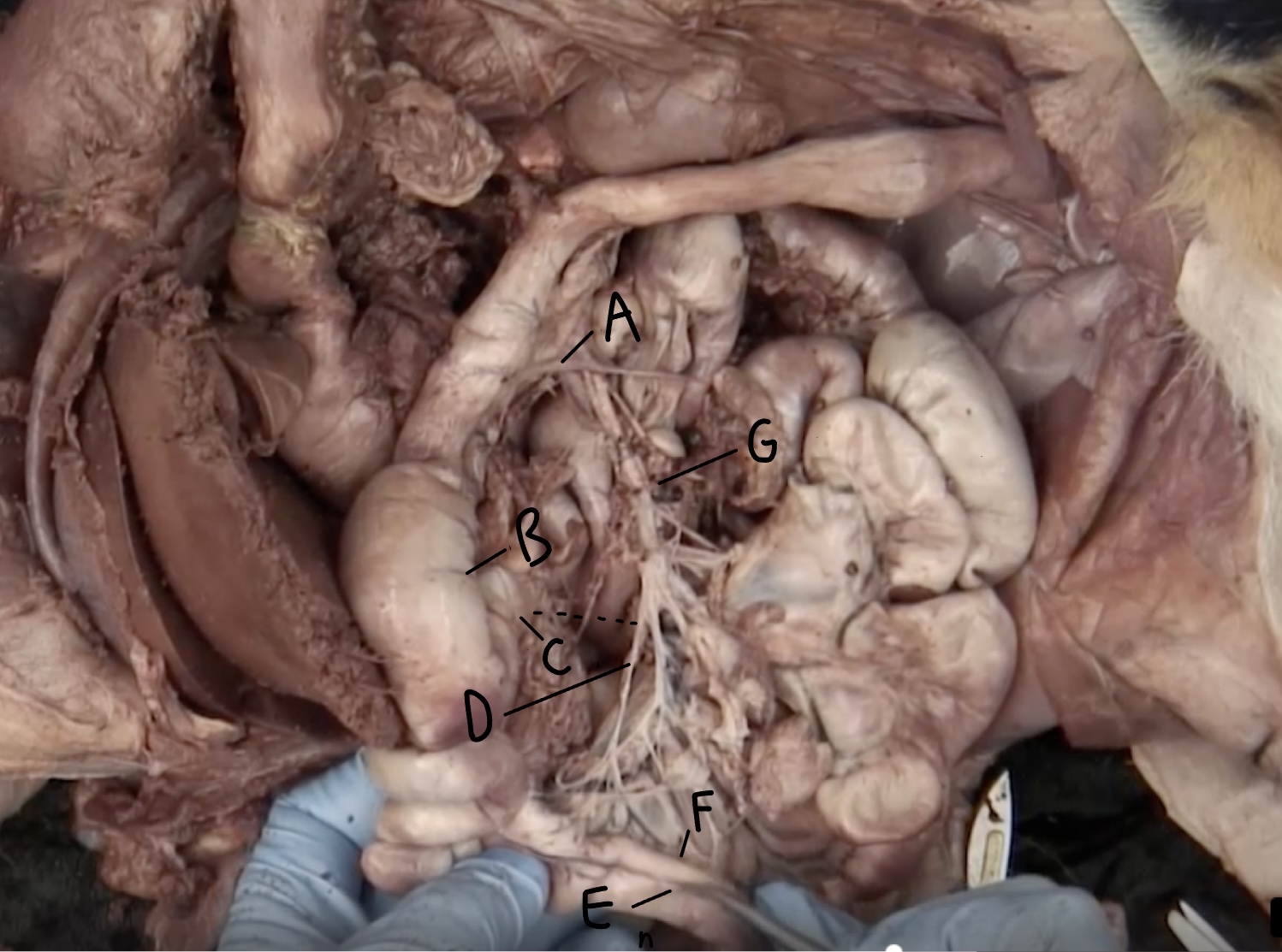 D