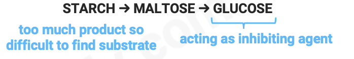 <ul><li><p>as substrate concentration increases, initial rate of reaction also increases</p></li><li><p>the more substrate molecules there are, the more often an enzyme’s active site can bind with one</p></li><li><p>saturation point – enzymes working at max (Vmax)</p></li><li><p>all active sites are filled up</p></li><li><p>enzyme moves to find substrates as they decrease, collision forces start to decrease</p></li></ul><p></p>