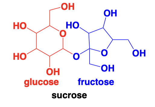 <p>Two monosaccharides linked together</p>