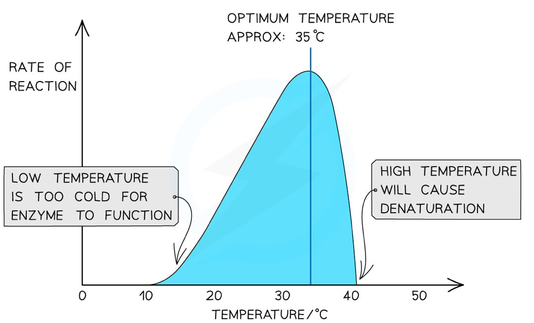 <ul><li><p>At the <strong>optimum</strong> temperature for an enzyme, it has the highest rate of reaction</p></li><li><p>Below this temperature, the molecules have less <strong>kinetic energy </strong>and move slower, so they collide less often</p></li><li><p>Because they collide at lower temperatures, there is less <strong>activation energy</strong>, so there are fewer successful collisions</p></li><li><p>Above the optimum temperature, the particles have more <strong>kinetic energy </strong>and vibrate more, putting strain on the bonds and causing them to break</p></li><li><p>This changes the specific 3D tertiary structure of the enzyme, so it <strong>denatures</strong></p></li></ul>