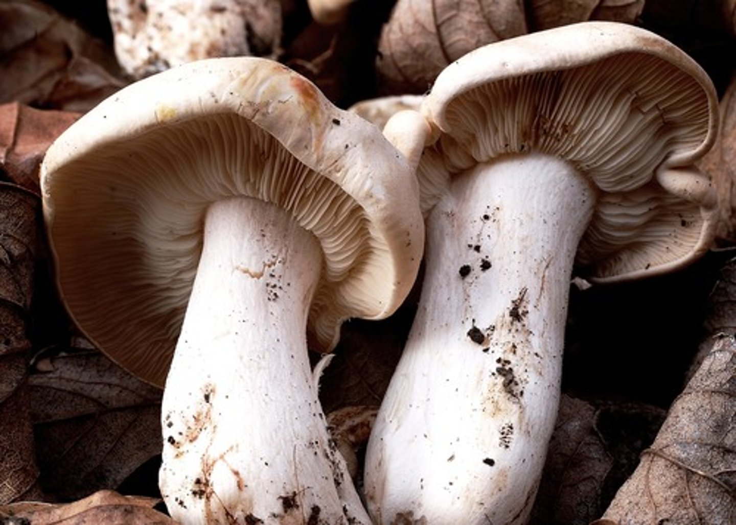 <p>a mushroom</p>
