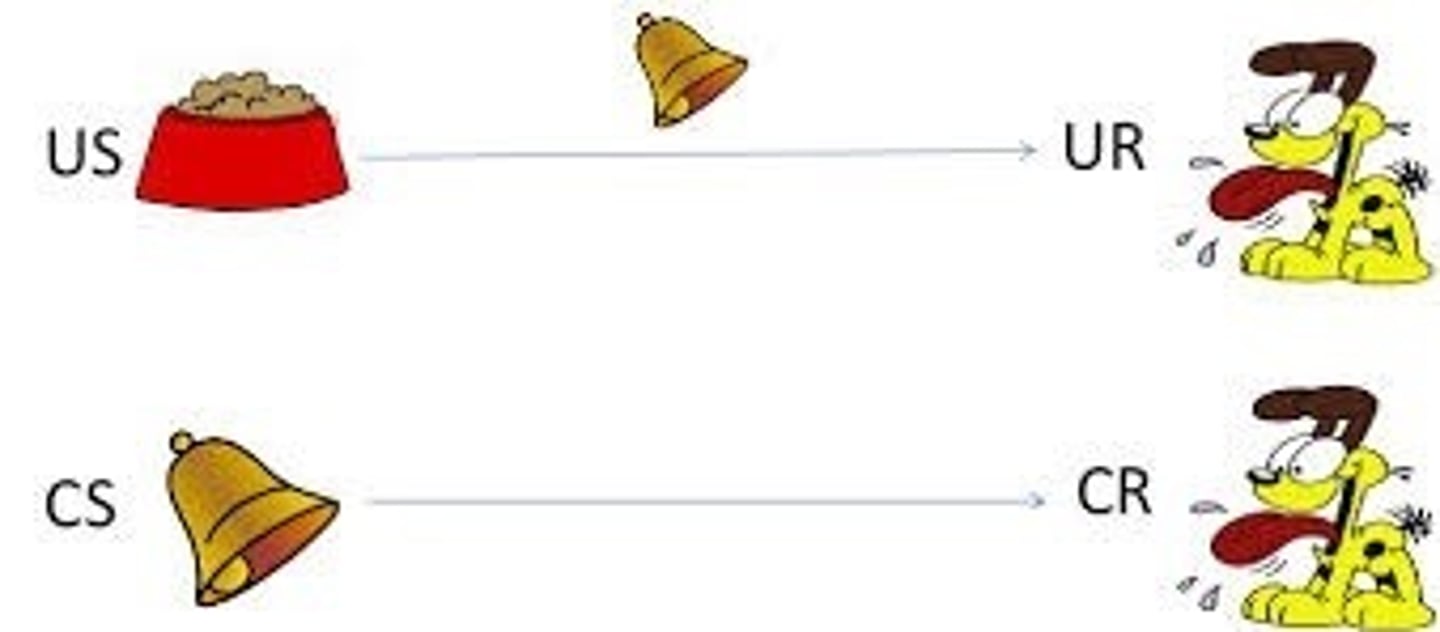 <p>when a subject is conditioned to connect a stimuli with another stimuli, and this results in a specific behavior</p>