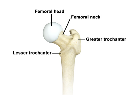 <p>trochanter</p>