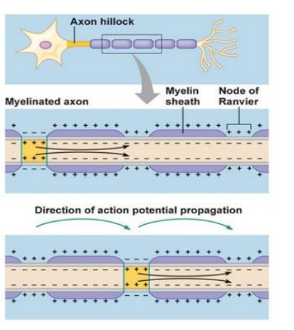<p>Saltatory conduction </p><ul><li><p>APs only generated at nodes of Ranvier (unmyelinated) </p></li><li><p>ions can pass the membrane </p><ul><li><p>Sodium rushes into the cell → positivity diffuses along the axon to next node → causes depolarization there, etc. </p></li><li><p>AP jumps from node to node</p></li></ul></li></ul><p>→ impulse transfer significantly faster</p>