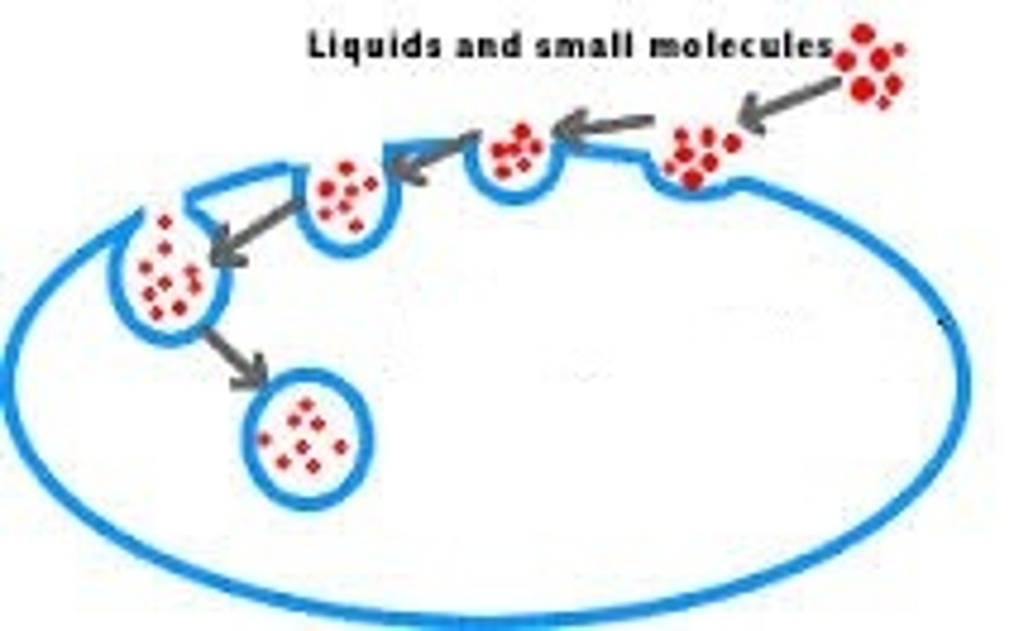 <p>ACTIVE TRANSPORT - A type of endocytosis in which the cell ingests extracellular fluid and its dissolved solutes.</p>