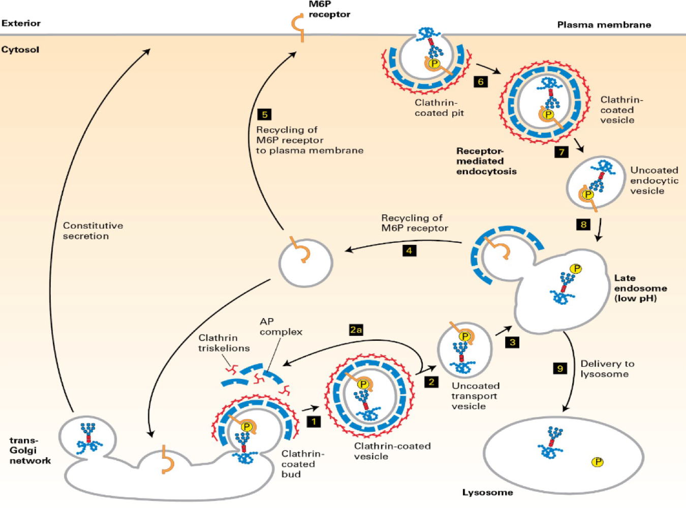 <ol><li><p><span>"zip code" - manwose -6-phosphete --> lyosomes</span></p></li><li><p><span>m6P is added cis-golgi</span></p></li><li><p><span>but, some lysosome/enzymes use the constitutive pathway</span></p></li><li><p><span>but - m6P receptor in the otuter plasma membrane</span></p></li></ol><p></p>