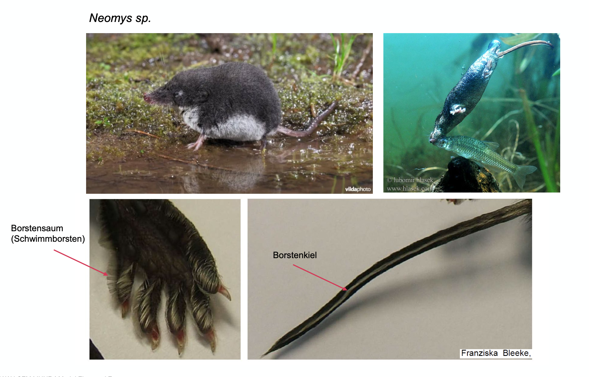 <p><strong>Beschreibung</strong></p><p class="p1"><span style="line-height: normal;"><span>− </span></span>Ohren im Fell verborgen</p><p class="p1"><span style="line-height: normal;"><span>− </span></span>Schwimmborsten an Schwanz und Füssen</p><p class="p1"><span style="line-height: normal;"><span>− </span></span>Fellfärbung oberseits schwarz, unterseits weiss</p><p class="p1"><strong>In der Schweiz 2 Arten</strong></p><p class="p1"><span style="line-height: normal;"><span>− </span></span><em>N. fodiens </em>Wasserspitzmaus (RL VU): breite Linie aus hellem Fell zwischen Mundwinkel und</p><p class="p1">Gesichtsmaske, HFL 16.5-21 mm, weisslicher Borstenkiel am Schwanz</p><p class="p1"><span style="line-height: normal;"><span>− </span></span><em>N. milleri </em>Sumpfspitzmaus (RL EN): Mundwinkel von dunkler Gesichtsmaske umfasst, HFL 15-17mm,</p><p class="p1">schwach ausgeprägte Schwimmborsten, Borstenkiel fehlend schwach ausgeprägt (zweite Schwanzhälfte)</p><p class="p1">oder fehlend</p>