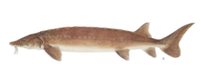 <p>Acipenser fulvescens</p>