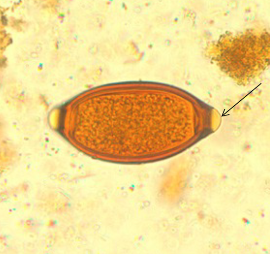 <p>what species produces this egg?</p>