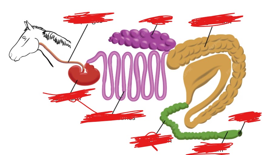 <p>Parts of the horse’s digestion.</p>