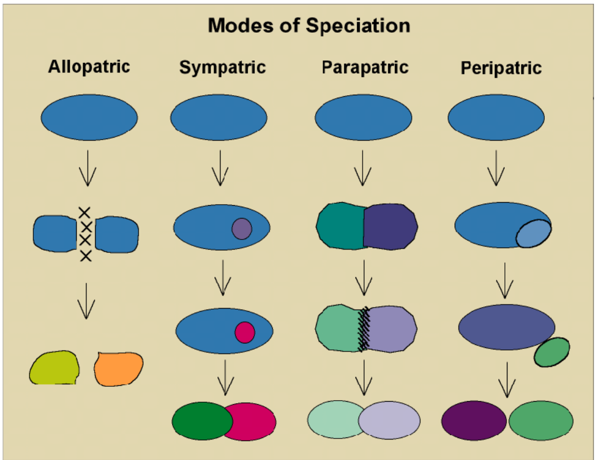 <p>steps of speciation</p>