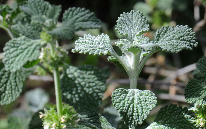 <p>White horehound (Invasive)</p>