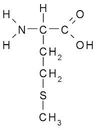 <ul><li><p>Sulfur-containing</p></li><li><p>Nonpolar</p></li></ul><p></p>