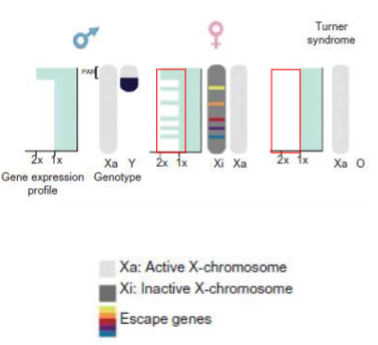 <p>There are genes that are on both the X and Y chromosomes that need to be expressed twice to function.</p><p>The inactivation of the 2nd X chromosome is incomplete - it still has a few active gene. (Up to 25% of X chromosome genes partially or totally escape (including PAR genes e.g. SHOX))</p>