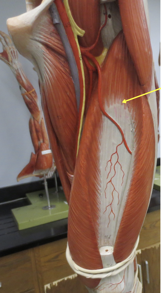 <p>Whihc muscle</p>