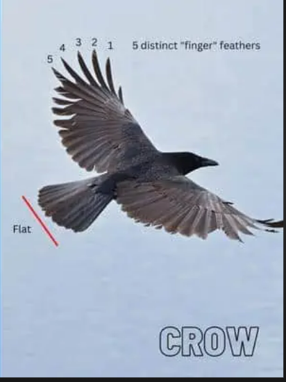 <p>American Crow </p>