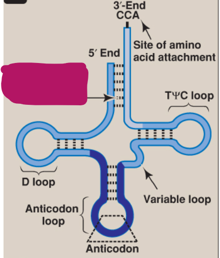 <p>What is this part of tRNA?</p>