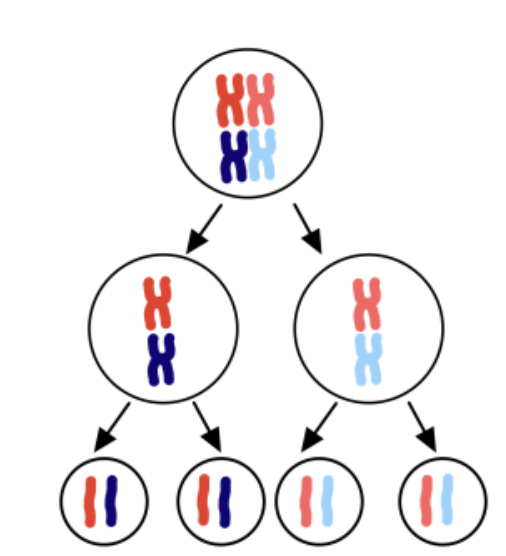 <p>Differences in offspring caused by meiosis (none in mitosis).</p>