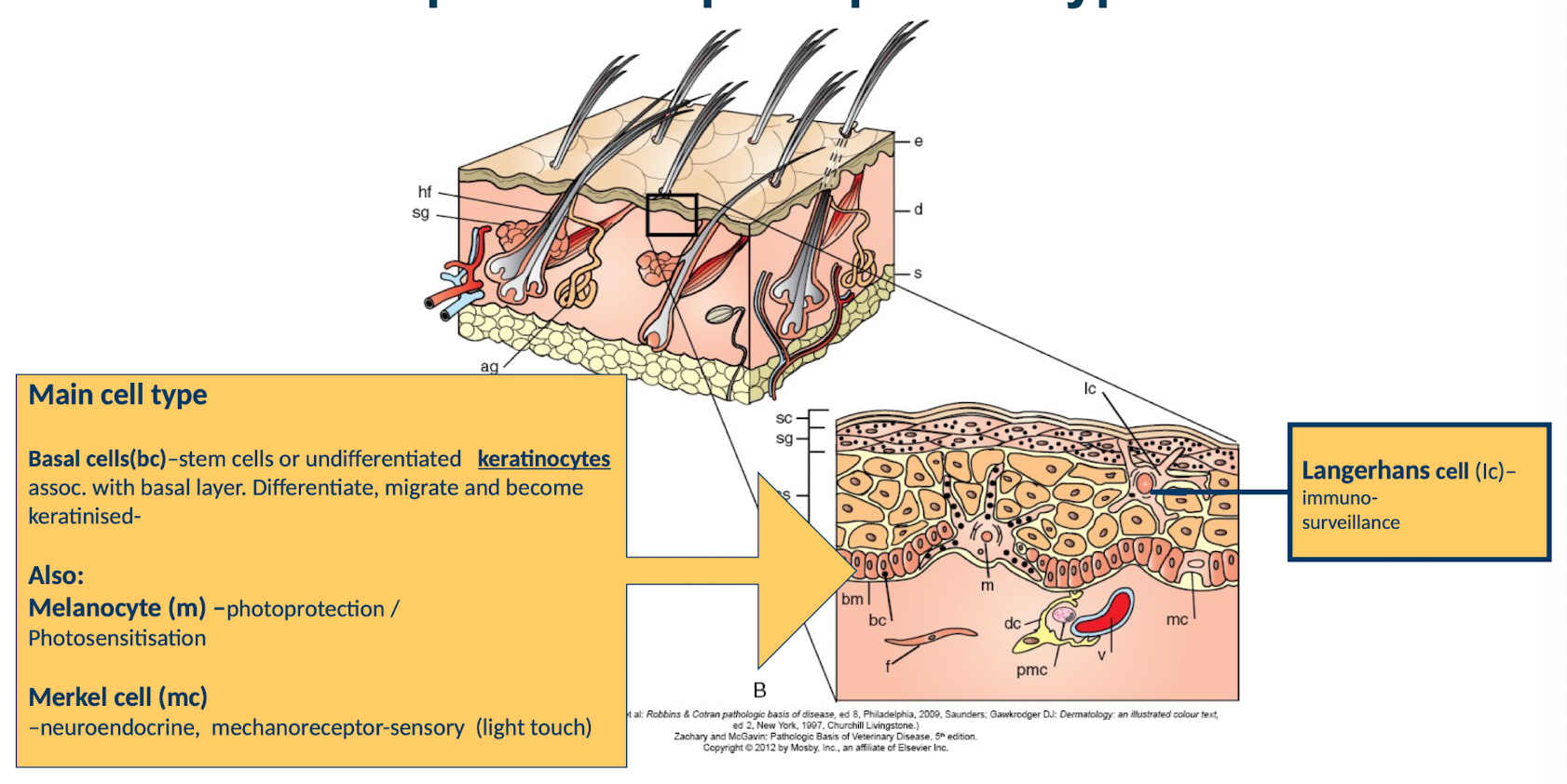 <p><strong><u>Main cell type</u></strong></p><p><strong>Basal cells(bc) </strong>-stem cells or undifferentiated keratinocytes assoc. with basal layer. Differentiate, migrate and become keratinised-</p><p><strong>Also:</strong></p><p><strong>Melanocyte (m) </strong>- photoprotection / Photosensitisation by forming umbrellas over the basal cells to protect the nuclear contents from affects of UV light </p><p><strong>Merkel cell (mc) </strong>-neuroendocrine, mechanoreceptor-sensory (light touch sensations and sends signal to surrounding nerve endings)</p><p><strong>Langerhans cell (lc) </strong></p><p></p>