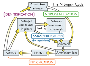 <ol><li><p>nitrogen fixation</p></li><li><p>ammonification</p></li><li><p>nitrification</p></li><li><p>denitrification</p></li></ol><p></p>