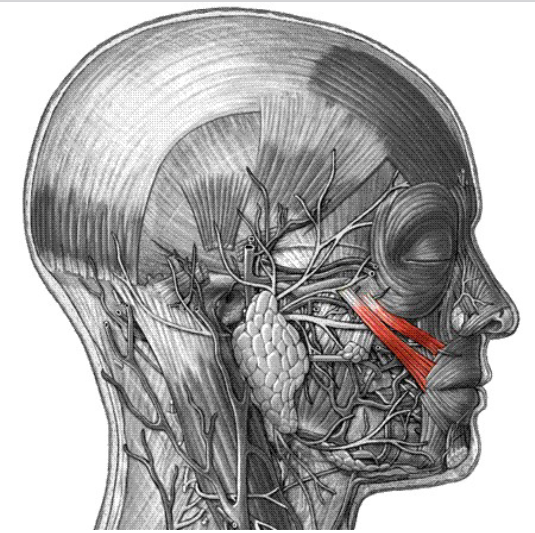 <p>Origin: zygomatic bone Insertion: skin and muscle at corner of mouth Action: raises corners of mouth</p>