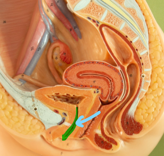 <p>Urethra</p>
