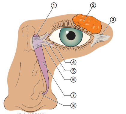 <p>what is labeled #1</p>