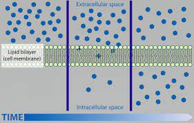 <p>-molecules move <u>freely thru plasma membrane</u></p><p>-NO energy, goes down gradient</p><p>-<u>small nonpolar only</u></p>