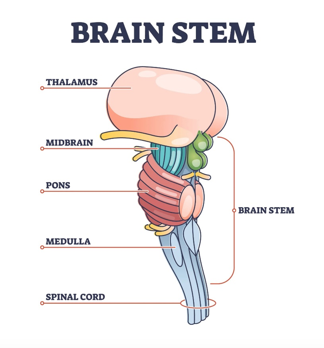 <p>What is the brain stem</p>