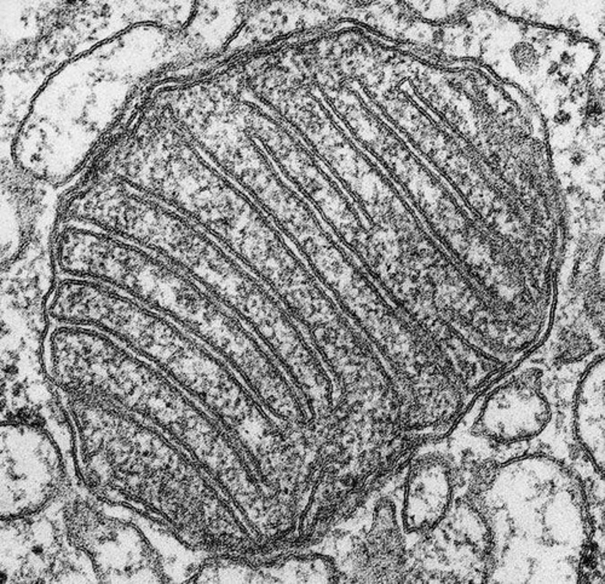 <p>One of four nitrogenous bases in DNA.</p>