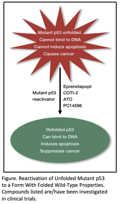 <ul><li><p>Hard to find low-molecular-weight drug to bind mutant p53</p></li><li><p>Mutant p53 is nuclear → inaccessible to many drugs</p><ul><li><p>Monoclonal antibodies don’t easily reach nucleus</p></li></ul></li><li><p>Many different p53 mutations → unclear if one or multiple drugs needed</p></li></ul><p></p>
