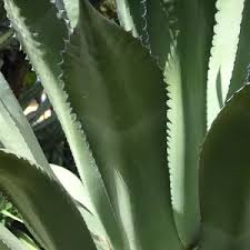 <p>Green Maguey</p>