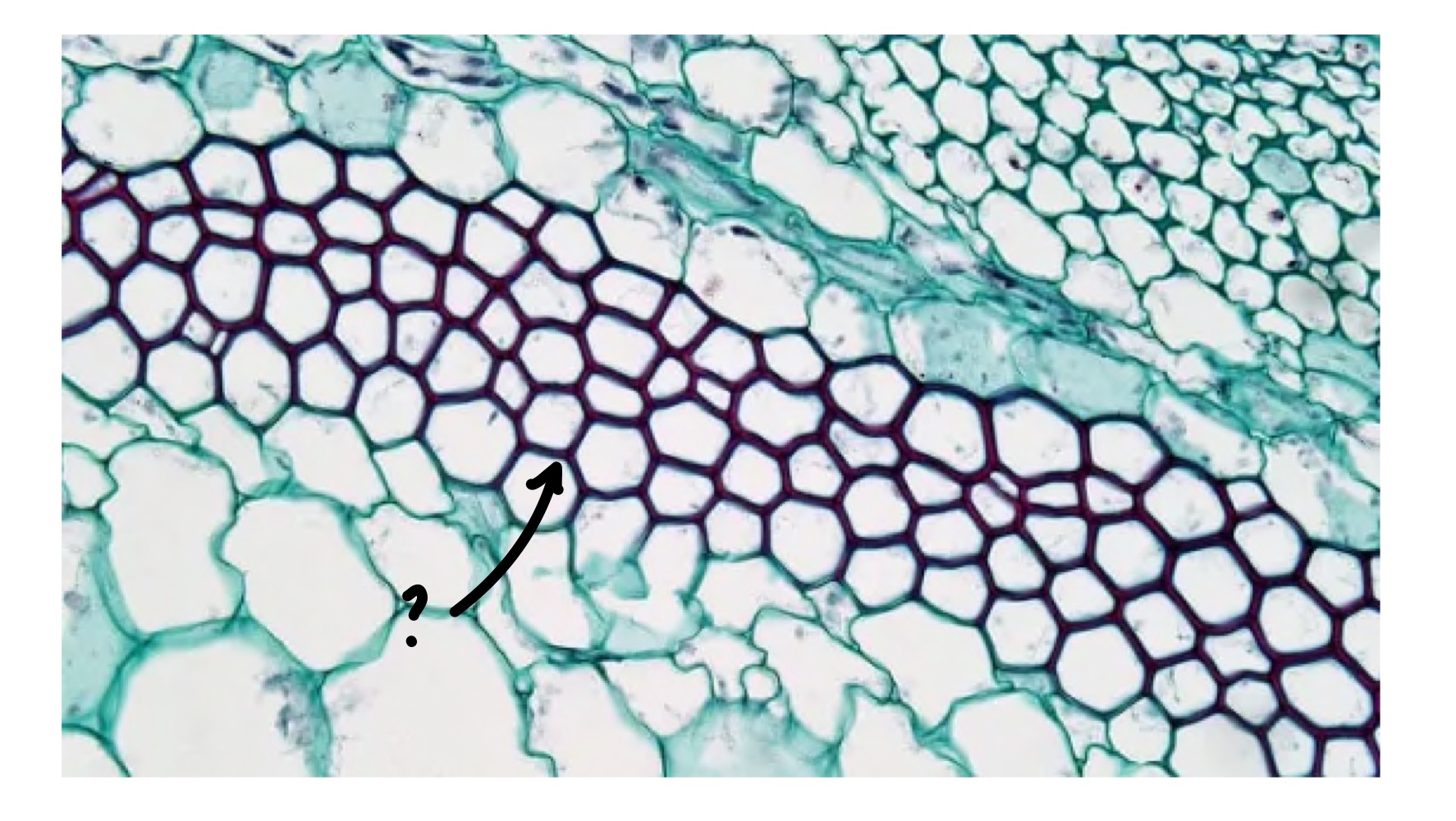 <ul><li><p>elongated with thick cell walls</p></li><li><p>beneath epidermis in stems and leaf veins</p></li><li><p>flexible support</p></li><li><p>type of simple permanent tissue</p></li></ul>