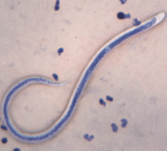 <p>What organism is this?</p>