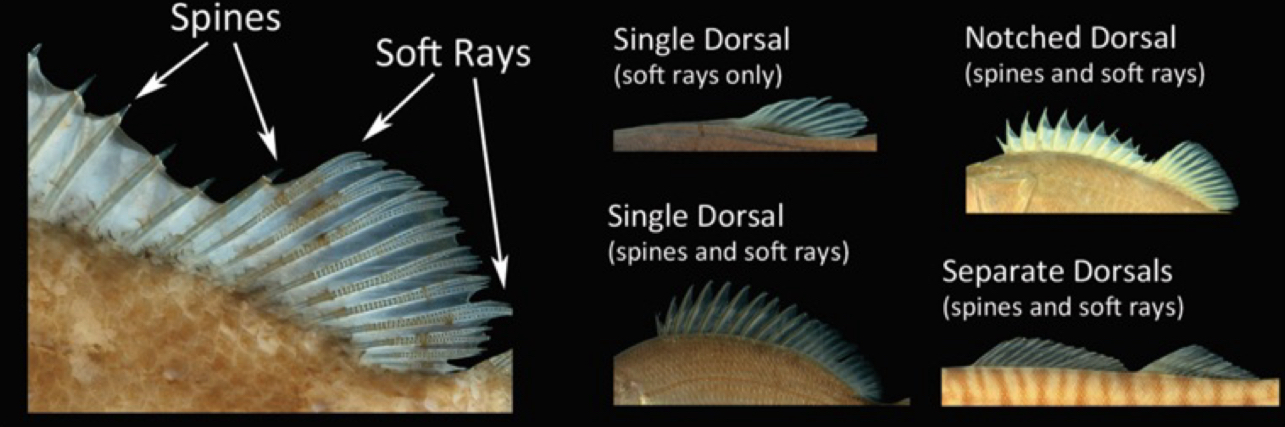 <p>Soft rays: have evident segments, are bilaterally divided, are often branched, are typically flexible, and are usually connected by a fleshY membrane</p><p>Spines: lack segments, are not bilaterally divided, are never branched, and are usually stiff and sometimes pungent</p>