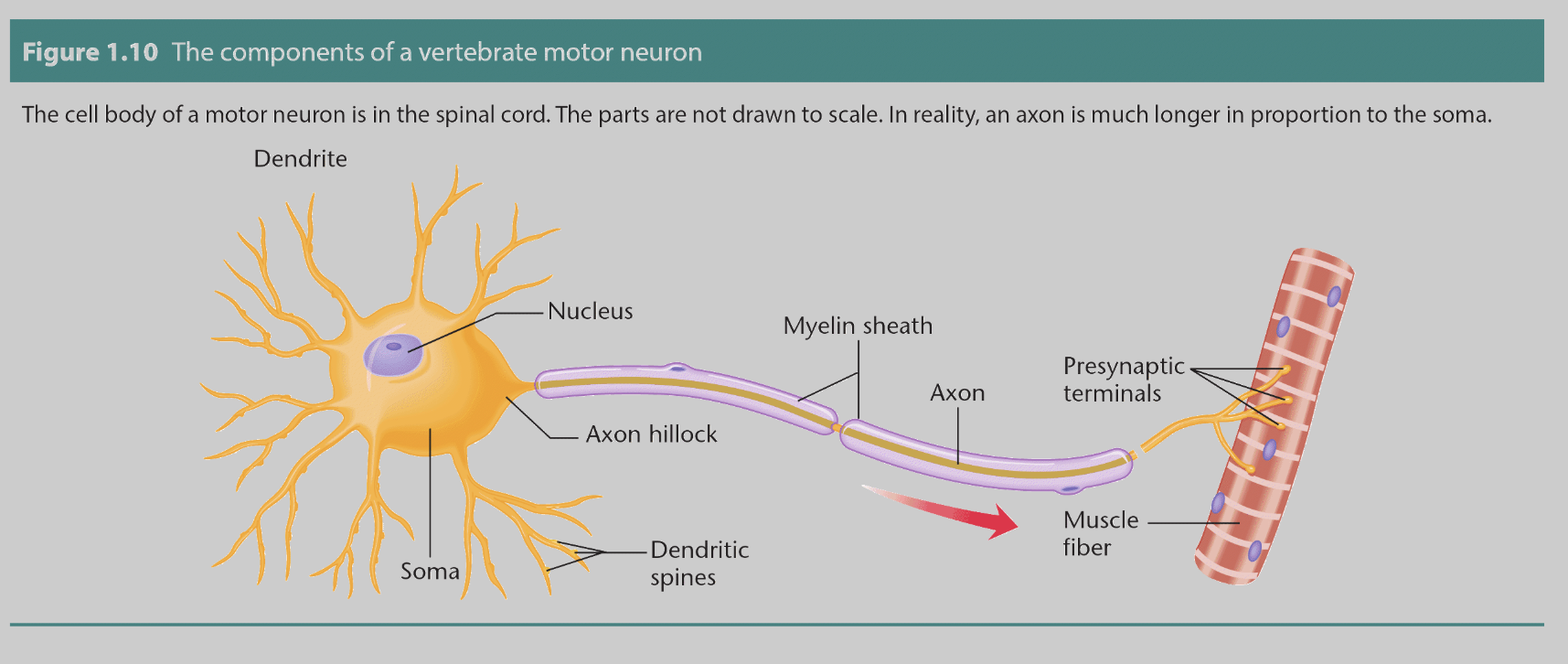 <p><span style="background-color: rgba(0, 0, 0, 0); line-height: 22.0875px;"><span>Motor Neuron</span></span></p>