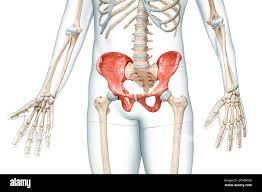 <p>Anatomy of Human Skeleton</p>