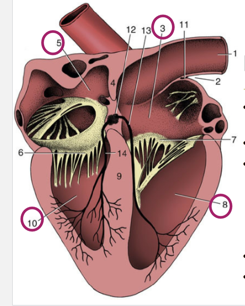 <p>10</p><p>receives O blood from right atrium</p><p>pumps O blood into the rest of the body(<strong>has the thickest walls to do so</strong>)</p>