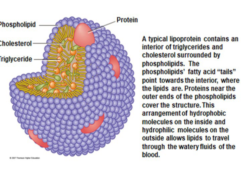 <ul><li><p>they transport fat</p></li><li><p>the body extracts what is needed form fats</p></li><li><p>unused fat are picked up by liver, liver dismantles remnants to reuse these parts</p></li></ul><p></p>