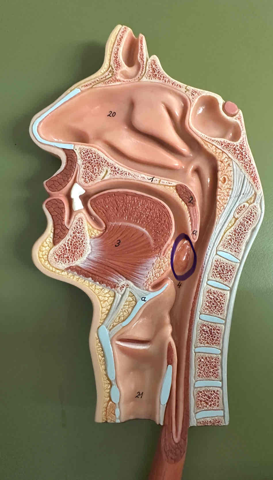 knowt flashcard image