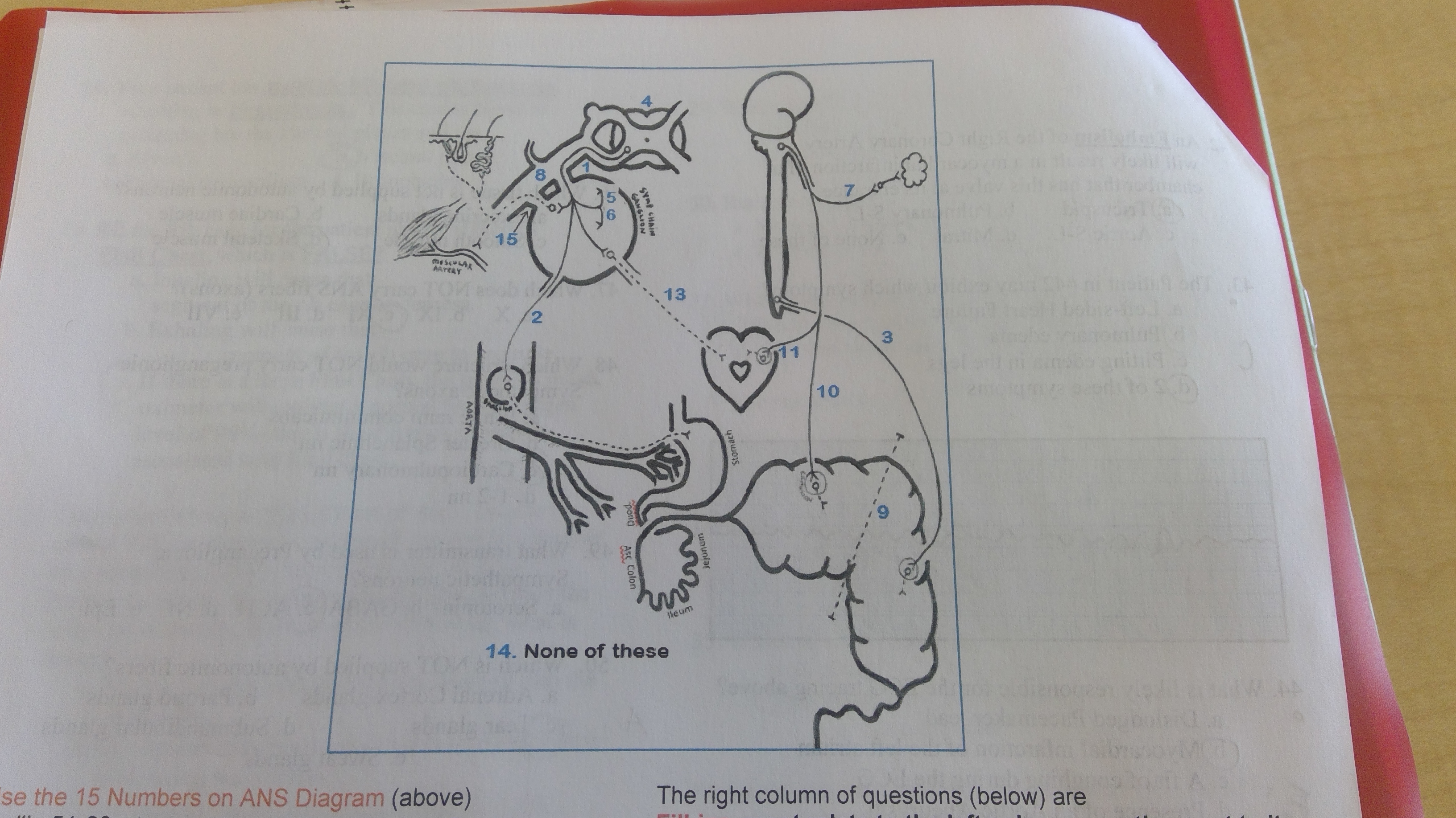 <p>Which pathway would increase action potentials from the sino-atrial node of the heart?</p>