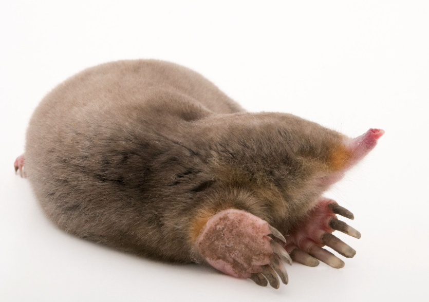 <p>Moles</p>