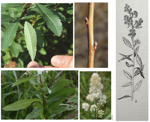 <ul><li><p>Family: Rosaceae</p></li><li><p>Meadowsweet</p></li></ul><p></p>