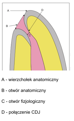 <ul><li><p>przed zakończonym rozwojem wierzchołka ząb ma tylko OA → po zakończeniu powstaje OF (nawarstwianie cementu) → stopniowo z wiekiem cement stale się nawarstwia → odsuwanie się OF od OA</p><ul><li><p>0,5-0,7mm - młodzi</p></li><li><p><strong>1-1,5mm - starsi</strong></p></li><li><p>2-2,5mm - w podeszłym wieku</p></li></ul></li><li><p><mark data-color="#d4e0f0" style="background-color: rgb(212, 224, 240); color: inherit;">wierzchołek anatomiczny</mark> = koniec korzenia</p></li><li><p><mark data-color="#d4e0f0" style="background-color: rgb(212, 224, 240); color: inherit;">otwór anatomiczny, OA</mark>:</p><ul><li><p><strong>tylko w 30% znajduje się na WA -</strong> w większości przypadków oddalony (średnio o 0,38mm, więcej w zębach bocznych)</p></li><li><p>miejsce połączenia kanału korzeniowego z tkankami ozębnej</p></li><li><p>najczęściej okrągły, rzadziej owalny</p></li></ul></li><li><p><mark data-color="#d4e0f0" style="background-color: rgb(212, 224, 240); color: inherit;">otwór fizjologiczny, przewężenie fizjologiczne, OF, PF</mark>:</p><ul><li><p>do niego<strong> sięga miazga</strong></p></li><li><p>elementem topograficznym wyznaczającym przewężenie jest <strong>granica cementowo-zębinowa</strong></p></li><li><p>w przestrzeni pomiędzy OF-OA (w kształcie lejka) znajduje się <strong>tkanka miazgowo-ozębnowa</strong> (tkanka mieszana Blacka)</p><ul><li><p>posiada duże zdolności obronne i reparacyjne - ma bezpośrednie połączenie z naczyniami ozębnej i szpiku</p></li><li><p>pozostawienie tej tkanki jest formą biologicznego leczenia względem tkanek okw </p></li></ul></li><li><p><strong>opracowanie kanału</strong> powinno kończyć się w PF</p></li></ul></li></ul><p></p>