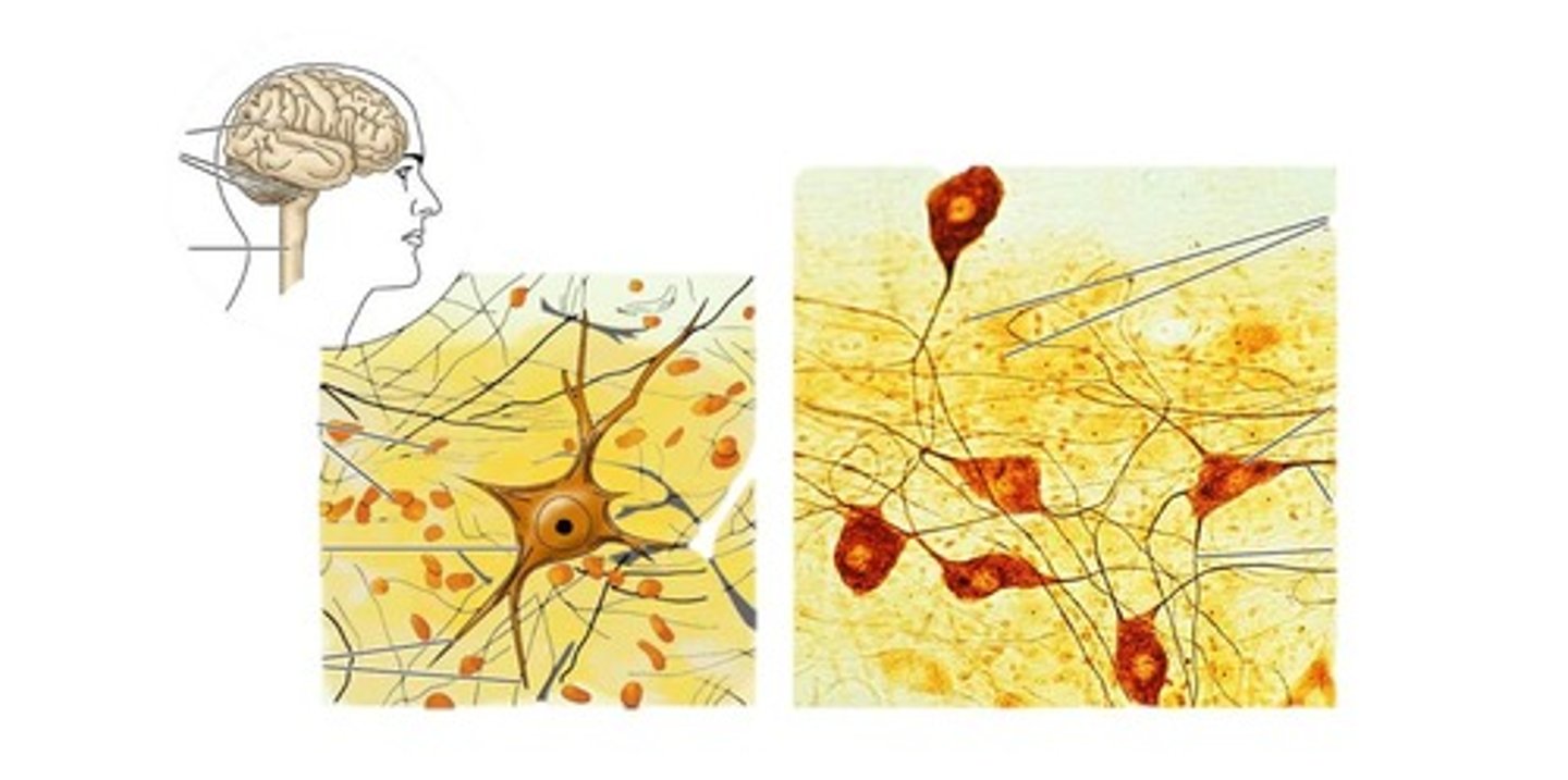 <p>brain, spinal cord, and nerves</p>